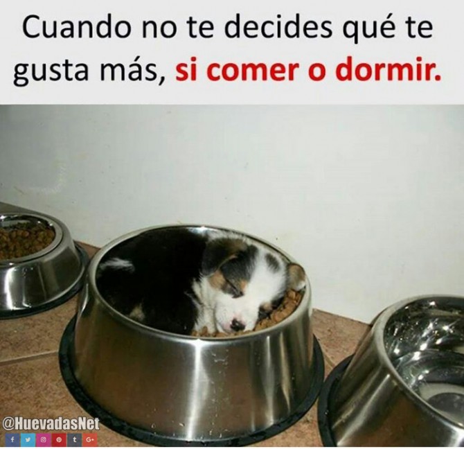 Que perrito más inteligente xd