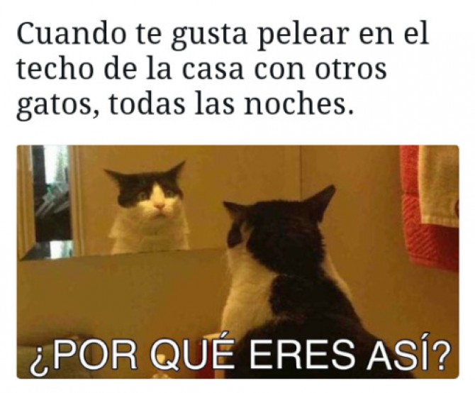 Pasa todas las madrugadas... Gatos, por que son asi? :c