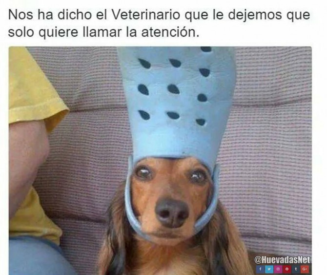 Cuando tu perro quiere llamar la atención xd