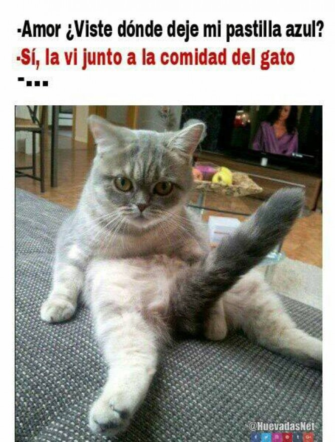 Cuando el gato se toma la pastilla de Viagra xd