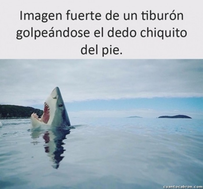 Le pasa hasta a los tiburones